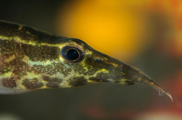 Макрогнатус глазчатый – Macrognathus aculeatus 2