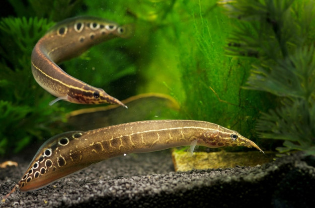 Макрогнатус глазчатый – Macrognathus aculeatus 4