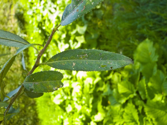 Ива ломкая - Salix fragilis 2
