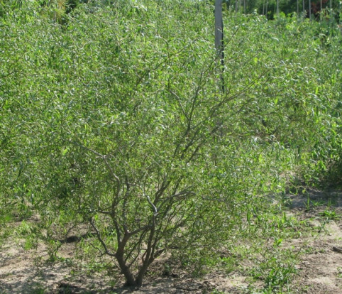 Ива вавилонская - Salix babylonica 2