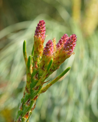 Стланик кедровый - Pinus pumila 2