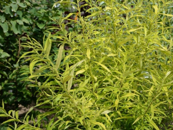 Ива сахалинская - Salix sachalinensis 2