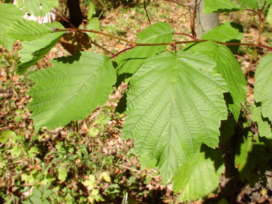 Ольха волосистая - Alnus hirsuta 2