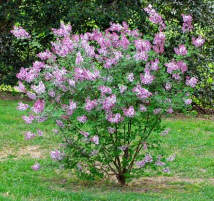 Сирень Мейера - Syringa meyeri 2