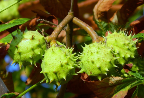 Каштан конский обыкновенный - Aesculus hippocastanum 3