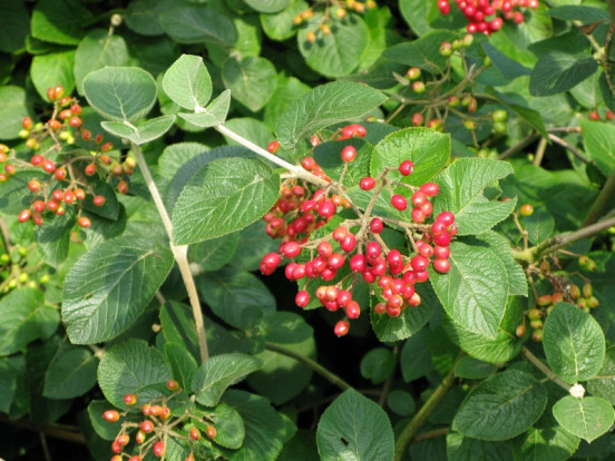 Калина гордовина - Viburnum lantana 2