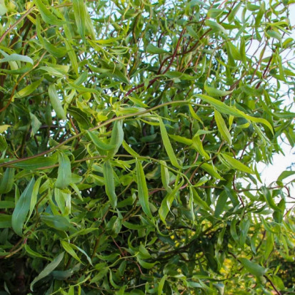 Ива Матсудана - Salix matsudana 2