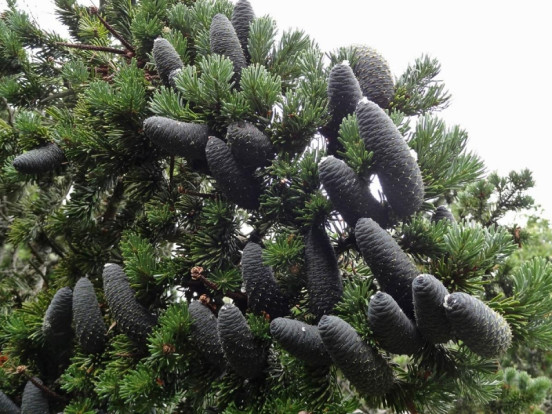 Пихта сахалинская - Abies sachalinensis 2