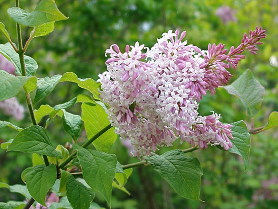 Сирень Комарова - Syringa komarowii 2