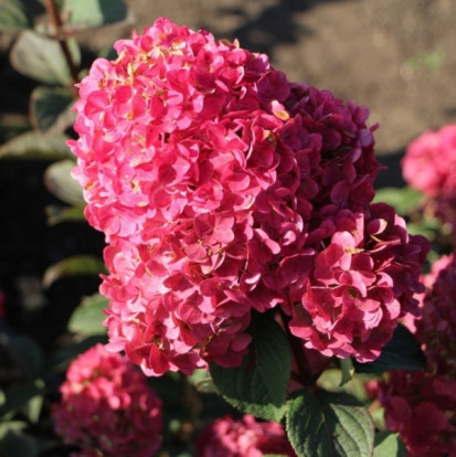 Гортензия метельчатая сортовая - Hydrangea paniculata Siebold 2