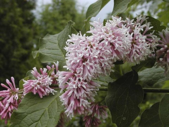 Сирень юньнаньская - Syringa yunnanensis Franch 2