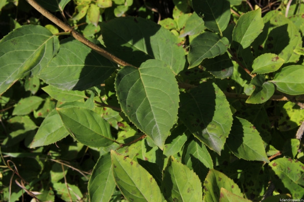 Форзиция яйцевидная - Forsythia ovata 2