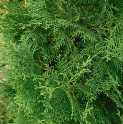 Туя западная «Globosa» - Thuja occidentalis 2