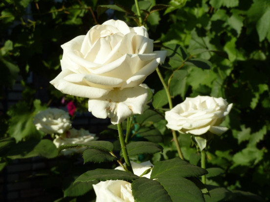 Роза сортовая - Rosa sp. 2