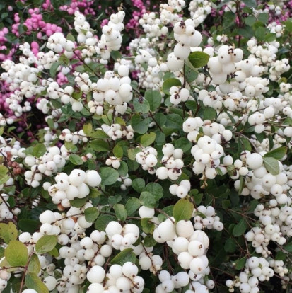 Снежноягодник белый - Symphoricarpos albus 3