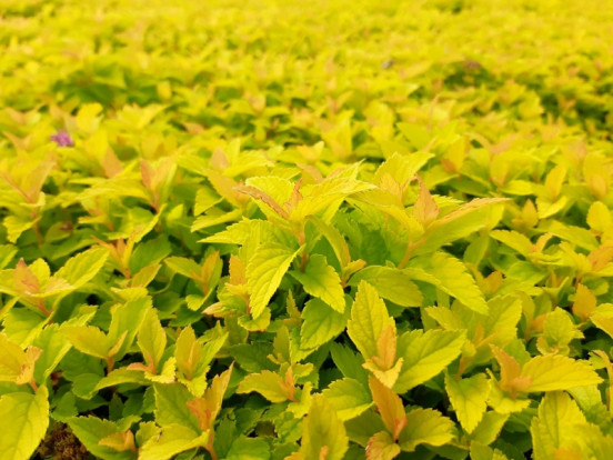 Спирея японская желтолистный сорт - Spiraea japonica 3