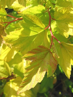 Пузыреплодник калинолистный зеленовато-желтолистный сорт - Physocarpus opulifolius 3