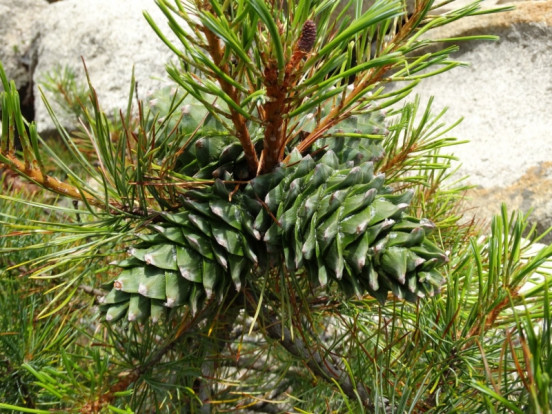 Сосна корейская - Pinus koraiensis 2