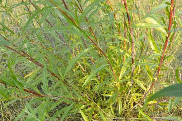 Ива пурпурная - Salix purpurea 2