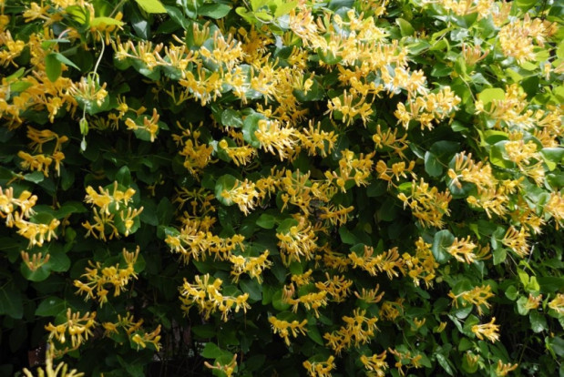 Жимолость ложнозолотистая - Lonicera × pseudochrysantha 3