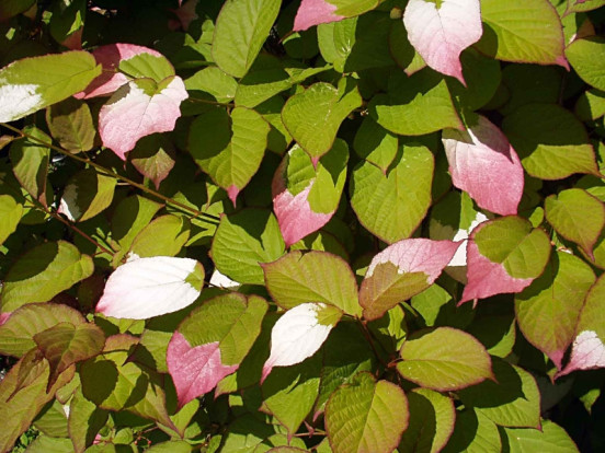 Актинидия коломикта - Actinidia kolomikta 2