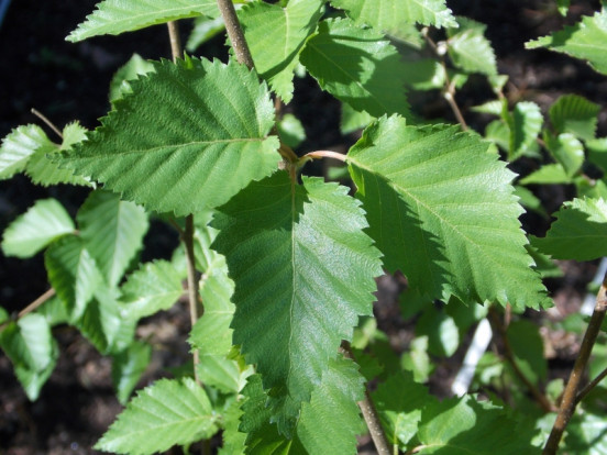 Берёза Эрмана - Betula ermanii 2