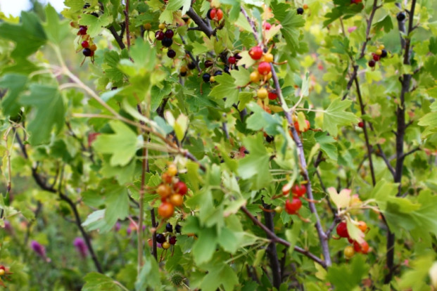 Смородина широколистная - Ribes latifolium 2