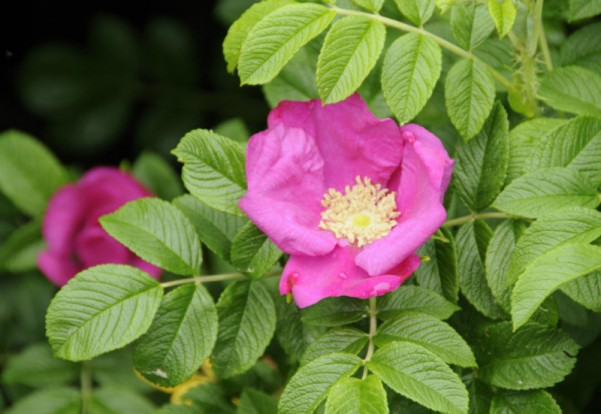 Шиповник морщинистый «Hansa» - Rosa rugosa hansa 2
