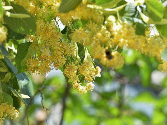 Липа sp. - Tilia sp. 3