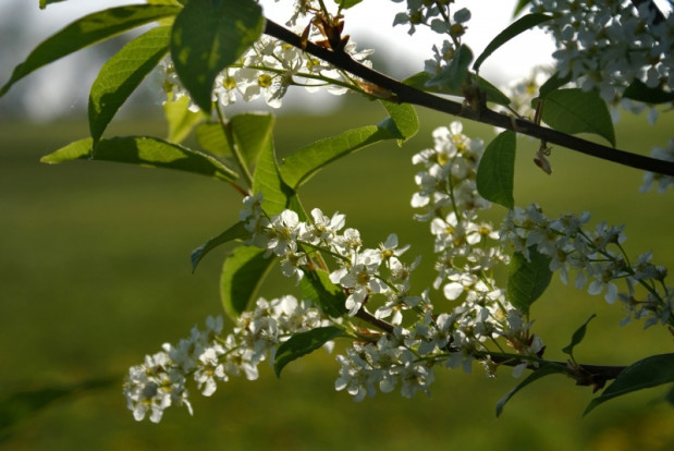 Черёмуха обыкновенная - Prunus padus 2