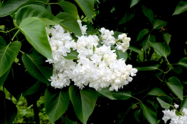 Сирень амурская (трескун амурский) - Syringa amurensis 3