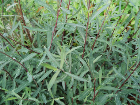 Ива пурпурная белопятнистый сорт - Salix purpurea 2