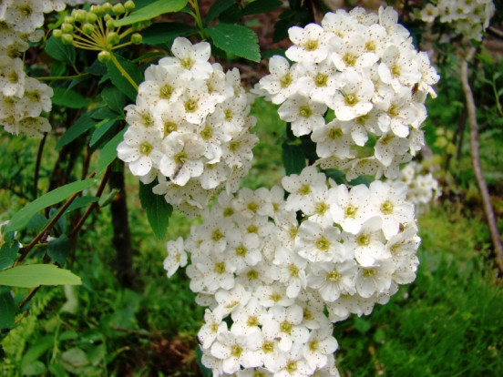Спирея sp. - Spiraea sp. 2