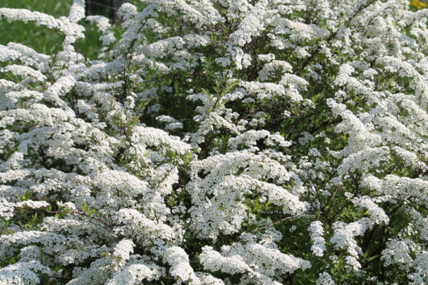 Спирея sp. - Spiraea sp. 3