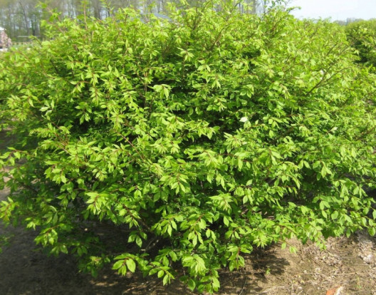 Бересклет крылатый - Euonymus alatus 2