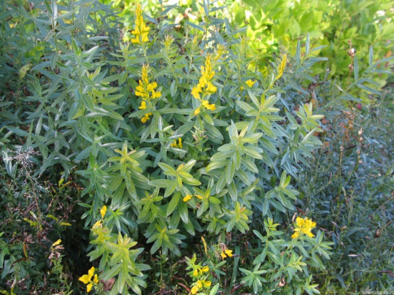 Дрок красильный - Genista tinctoria 2