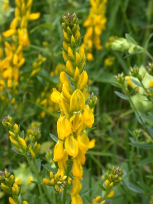 Дрок красильный - Genista tinctoria 3