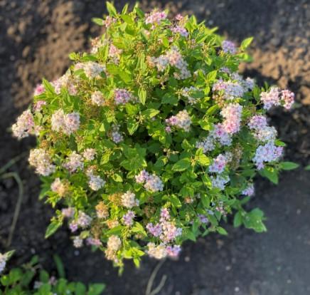 Спирея японская «Alpina» - Spiraea japonica L.f. «Alpina» 2