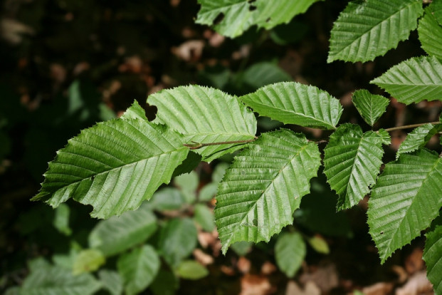 Граб обыкновенный - Carpinus betulus 2