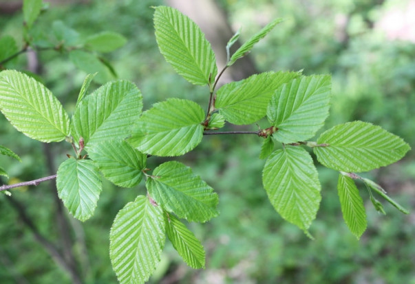 Граб обыкновенный - Carpinus betulus 3
