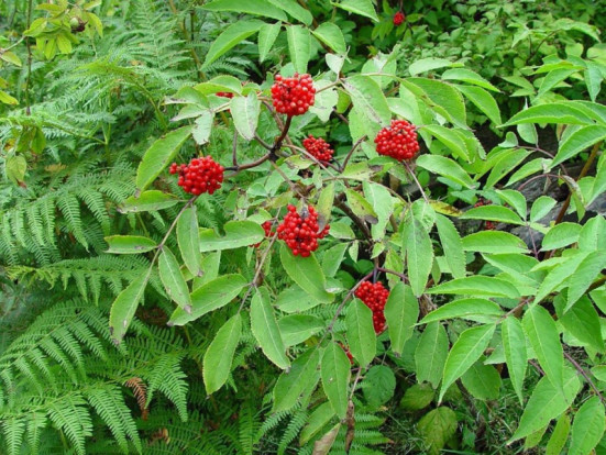 Бузина Микеля - Sambucus racemosa 3