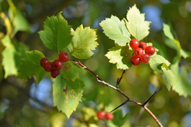 Боярышник кроваво-красный - Crataegus sanguinea 3
