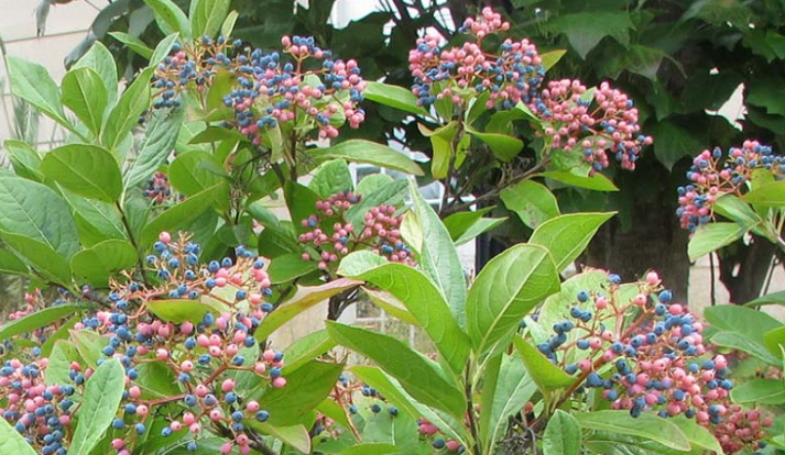 Калина голая - Viburnum nudum 2