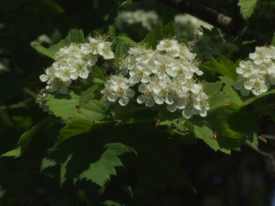 Боярышник зелёномякотный - Crataegus chlorosarca 2