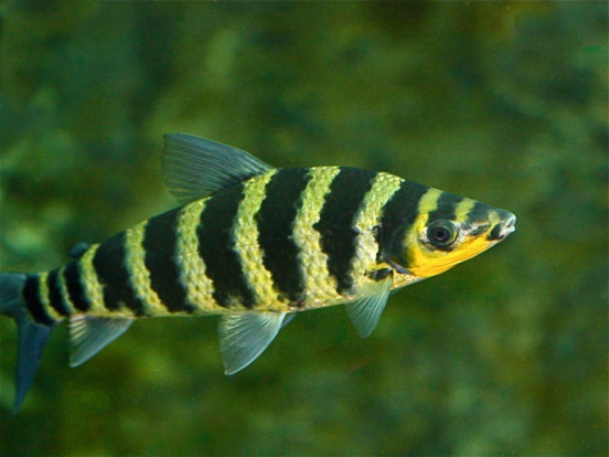 Лепорин полосатый – Leporinus fasciatus 2