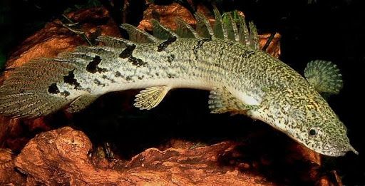 Многопер нильский (Эндлихера) – Polypterus endlicher 2