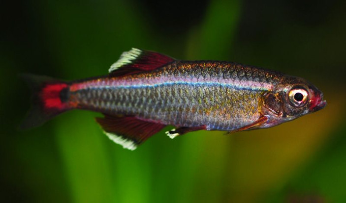 Кардинал – Tanichthys albonubes 2