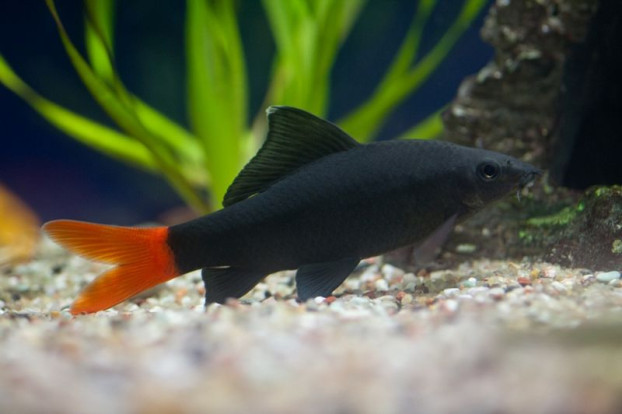 Лабео двухцветный – Epalzeorhynchus bicolor 2