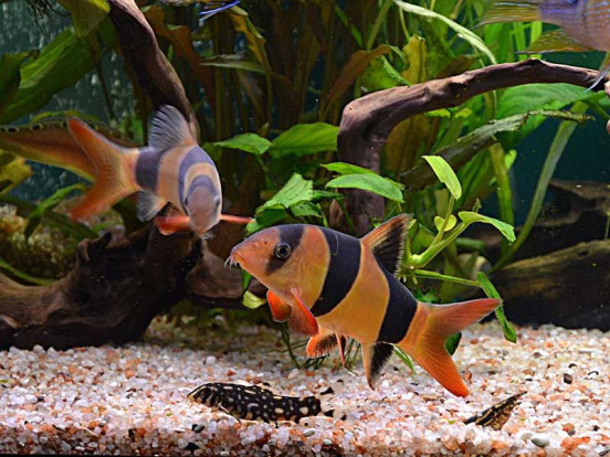Боция клоун – Chromobotia macracanthus 3