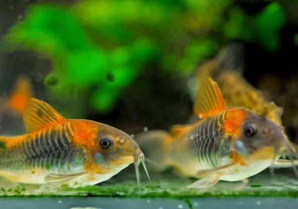 Коридорас венесуэльский – Corydoras aeneus «Venezuela Orange» 2
